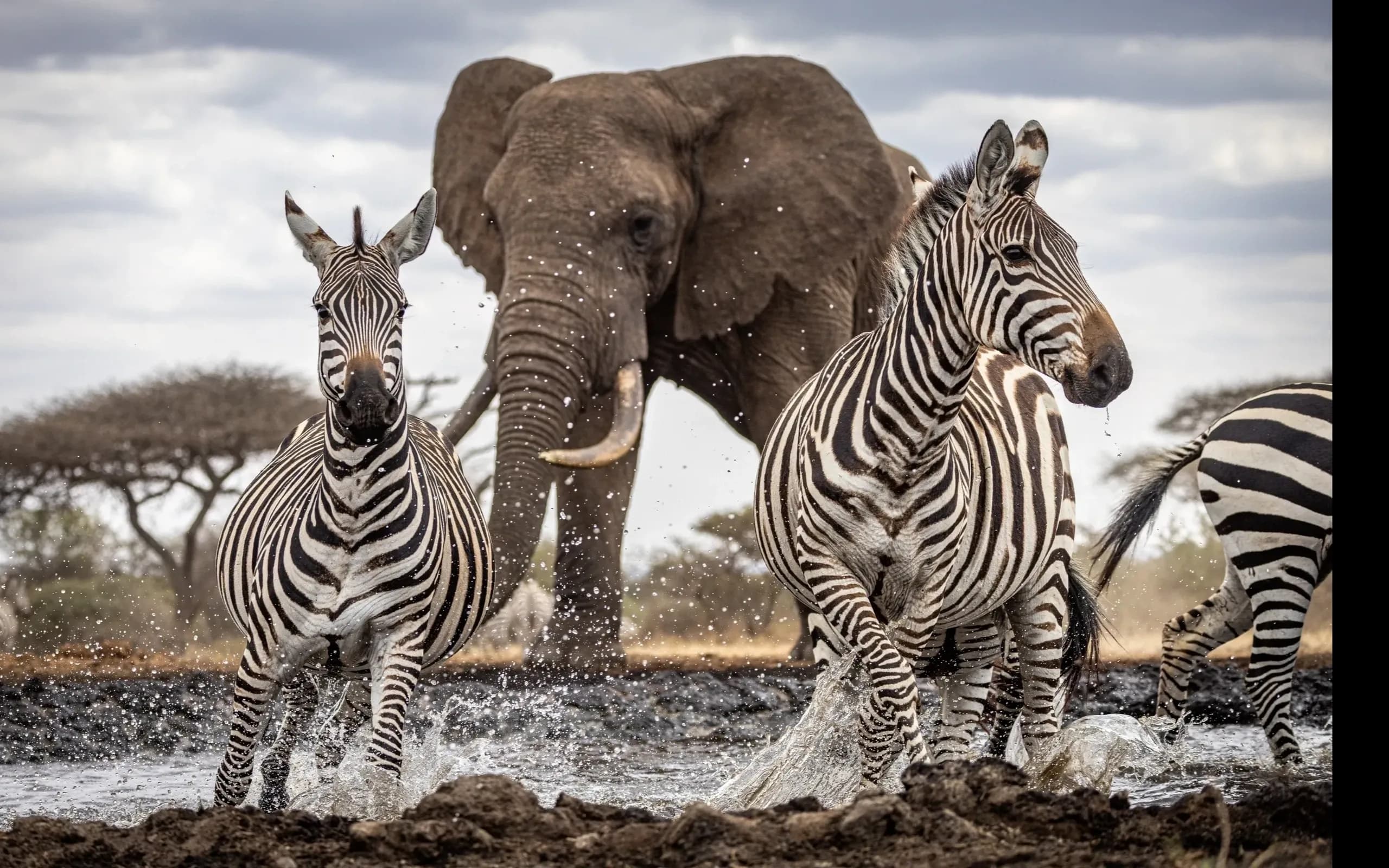 8-Day Luxury Safari Experience