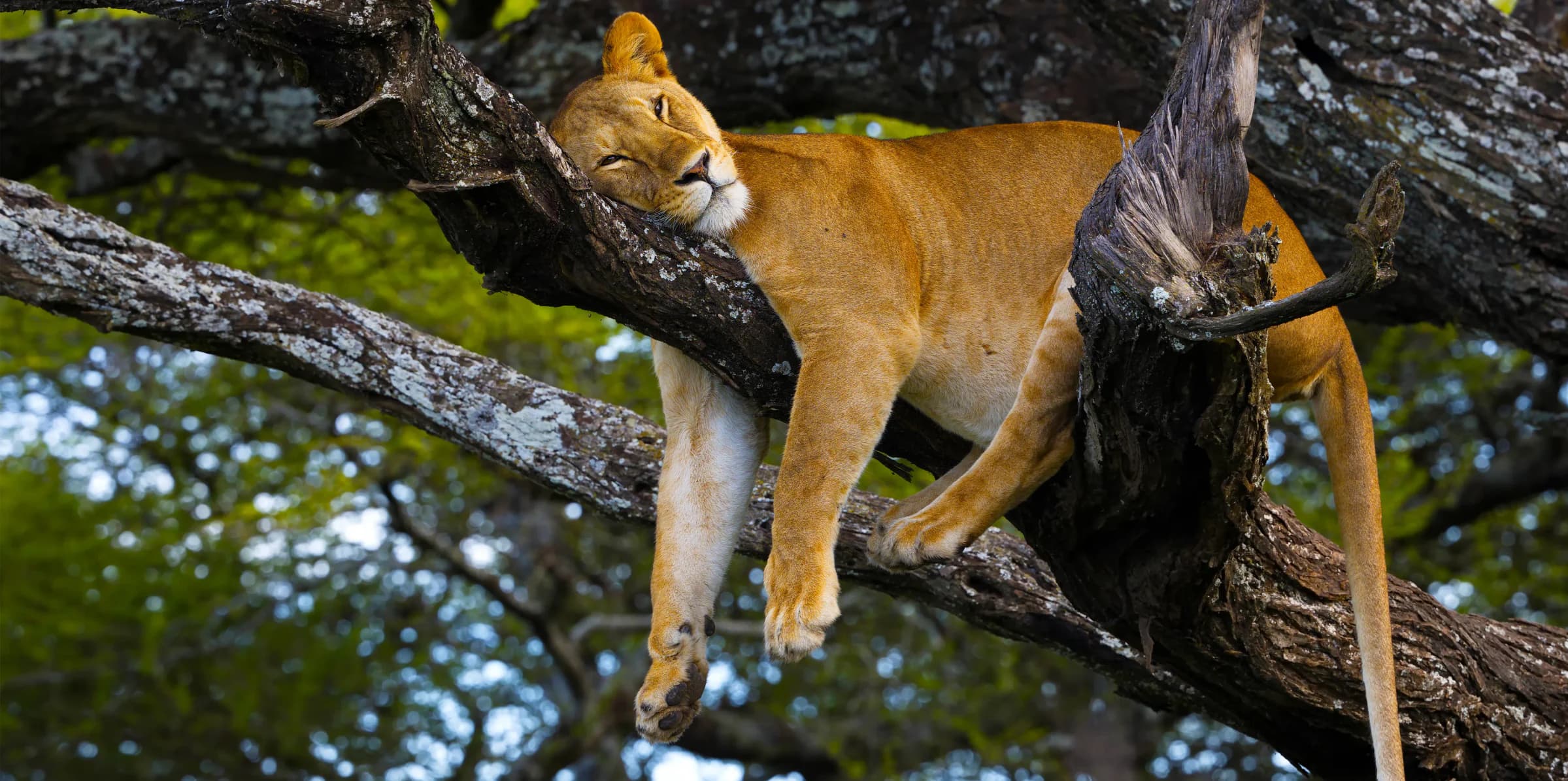 Lake Manyara Day Safari