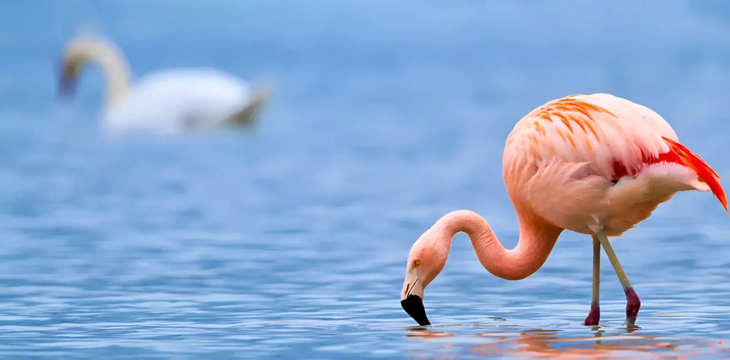 2-Day Lake Manyara Safari